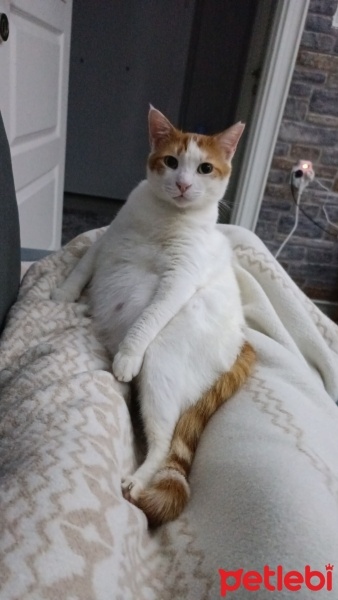 Sarman, Kedi  Zilli fotoğrafı