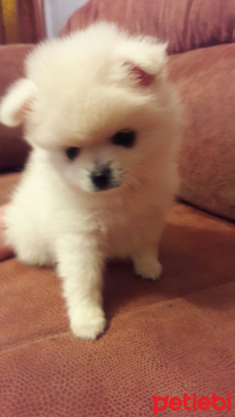 Pomeranyalı, Köpek  Krasavica fotoğrafı