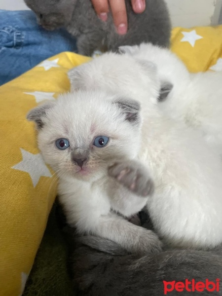 Scottish Fold, Kedi  Yuva Arıyoruz Scottisch & British fotoğrafı