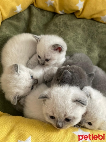 Scottish Fold, Kedi  Yuva Arıyoruz Scottisch & British fotoğrafı