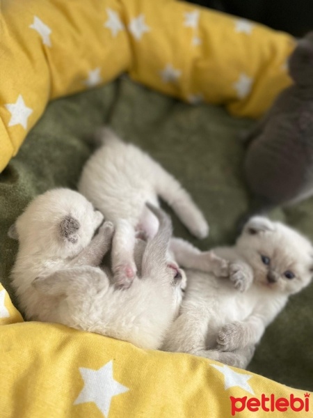 Scottish Fold, Kedi  Yuva Arıyoruz Scottisch & British fotoğrafı