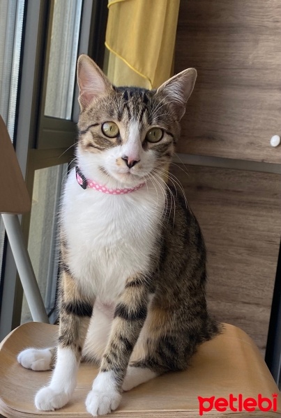 Tekir Kedi, Kedi  Çakıl fotoğrafı