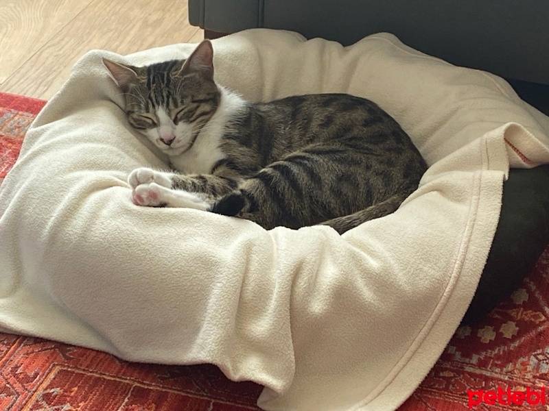 Tekir Kedi, Kedi  Çakıl fotoğrafı