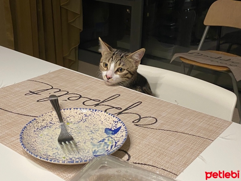 Tekir Kedi, Kedi  Çakıl fotoğrafı