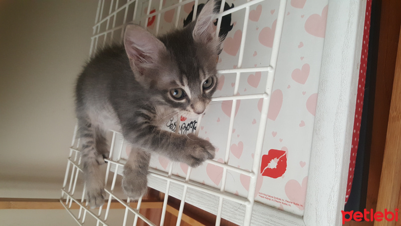 Tekir Kedi, Kedi  Gri fotoğrafı