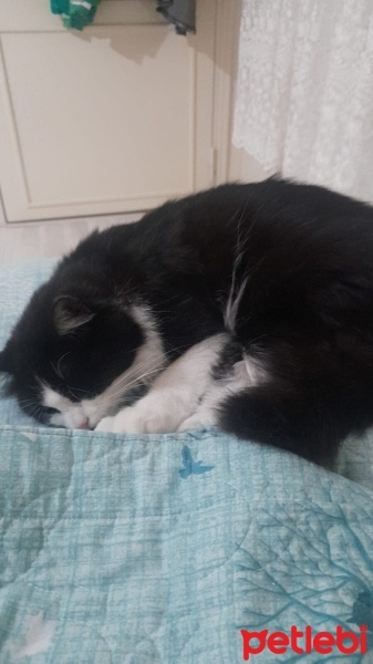 Tekir Kedi, Kedi  MİA fotoğrafı