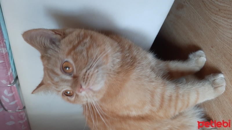 British Longhair, Kedi  Tarçın fotoğrafı