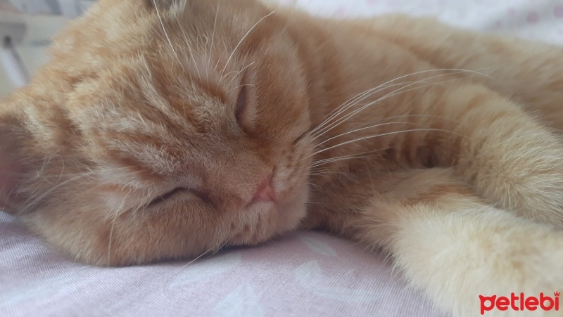 British Longhair, Kedi  Tarçın fotoğrafı