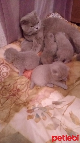 Scottish Fold, Kedi  Patiler fotoğrafı