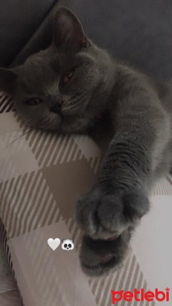 British Shorthair, Kedi  Çakıl fotoğrafı