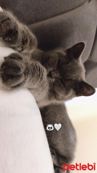 British Shorthair, Kedi  Çakıl fotoğrafı