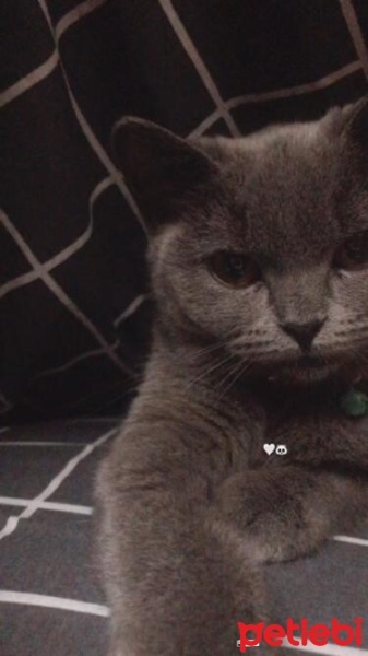 British Shorthair, Kedi  Çakıl fotoğrafı