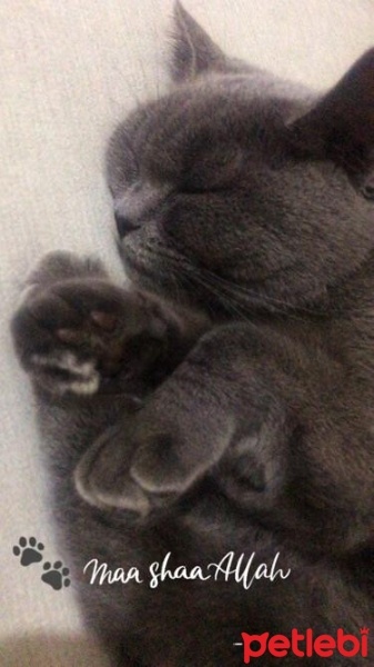 British Shorthair, Kedi  Çakıl fotoğrafı