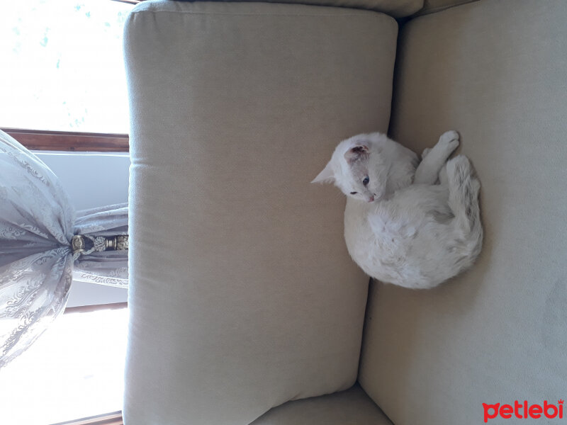 Ankara Kedisi, Kedi  Pamuk fotoğrafı