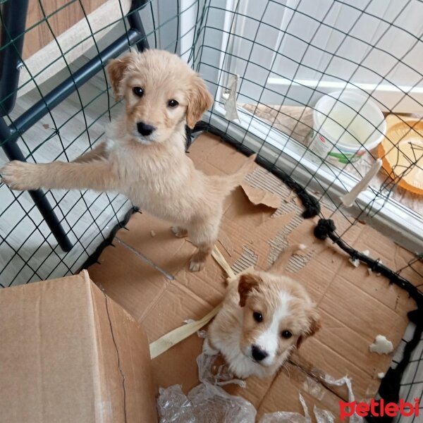 Golden Retriever, Köpek  Ceviz fotoğrafı