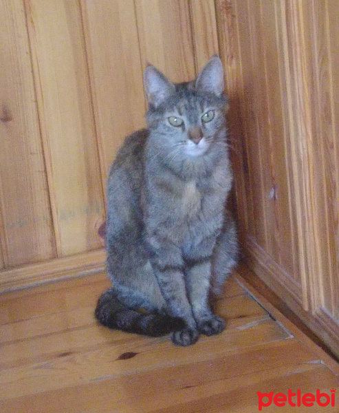 Tekir Kedi, Kedi  Lucy fotoğrafı