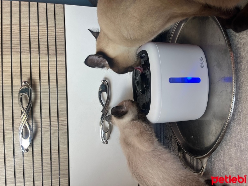 Siyam Kedisi, Kedi  Berlin fotoğrafı