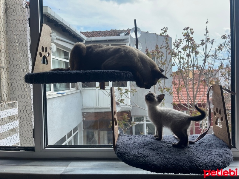 Siyam Kedisi, Kedi  Mencia fotoğrafı