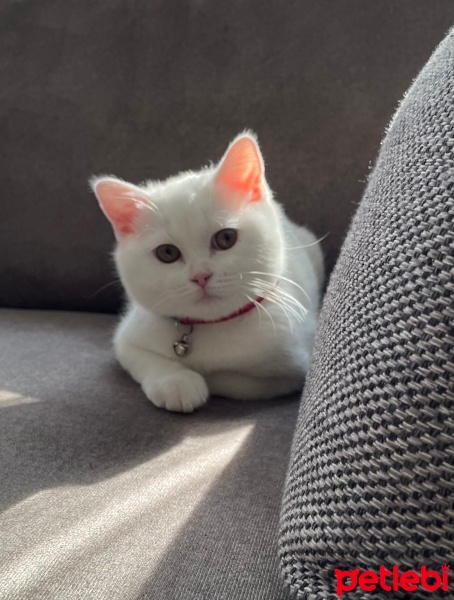 British Shorthair, Kedi  Sütlaç fotoğrafı