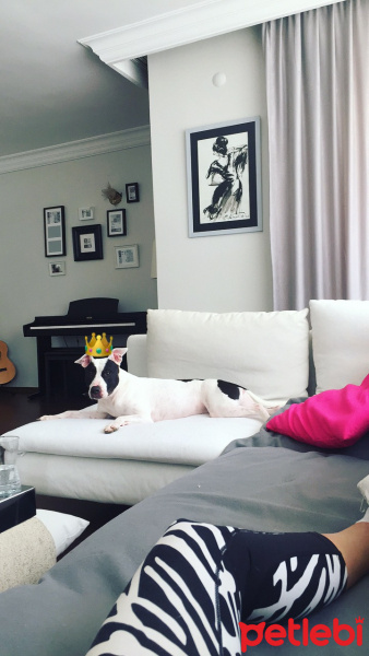 Amerikan Pitbull Terrier, Köpek  Sasha fotoğrafı
