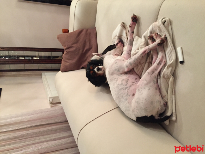 Amerikan Pitbull Terrier, Köpek  Sasha fotoğrafı