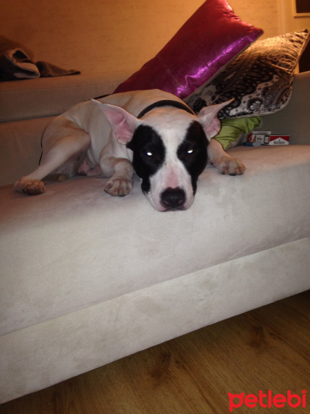 Amerikan Pitbull Terrier, Köpek  Sasha fotoğrafı