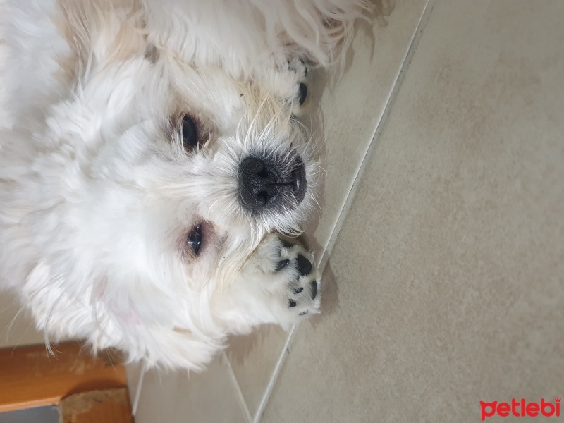 Maltese, Köpek  Pablo fotoğrafı