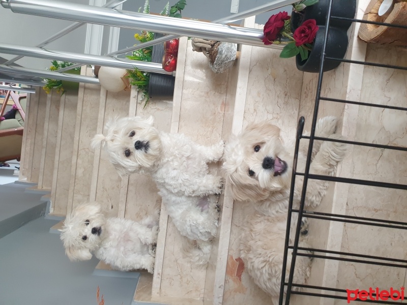 Maltese, Köpek  Pablo fotoğrafı