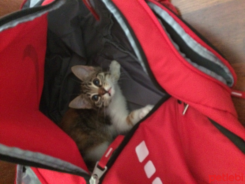 Tekir Kedi, Kedi  Şeker fotoğrafı