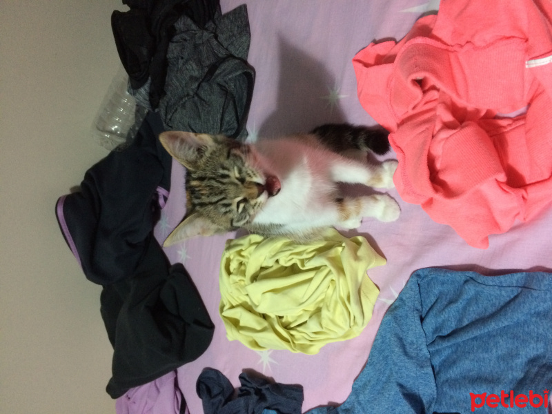 Tekir Kedi, Kedi  Şeker fotoğrafı
