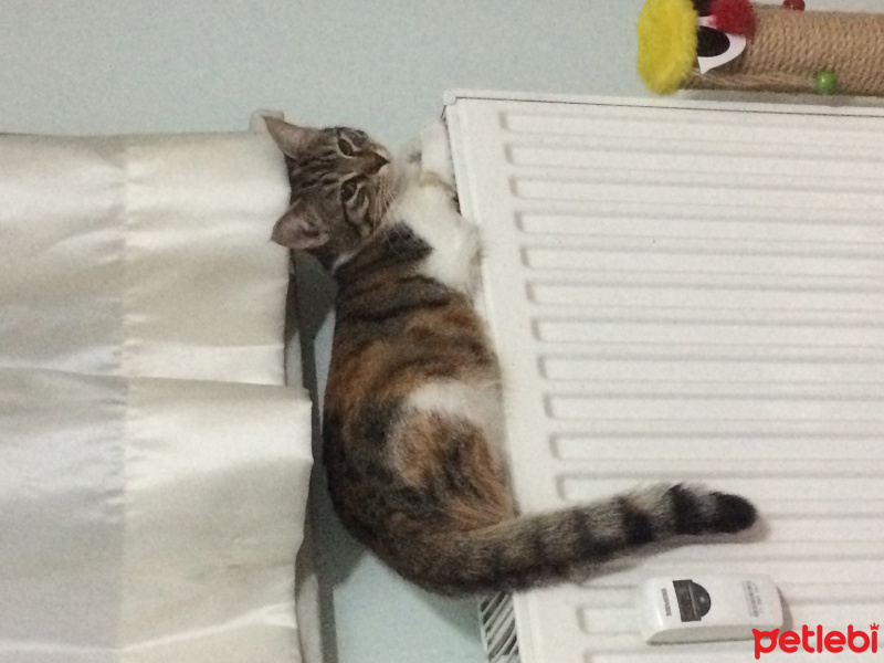 Tekir Kedi, Kedi  Şeker fotoğrafı