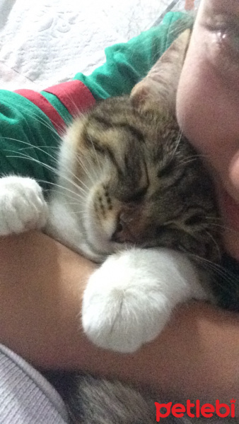 Tekir Kedi, Kedi  Şeker fotoğrafı