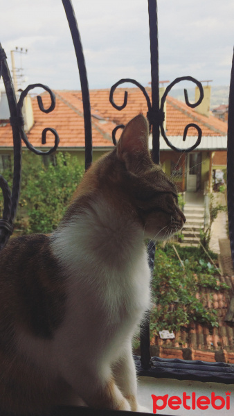 Tekir Kedi, Kedi  Şeker fotoğrafı