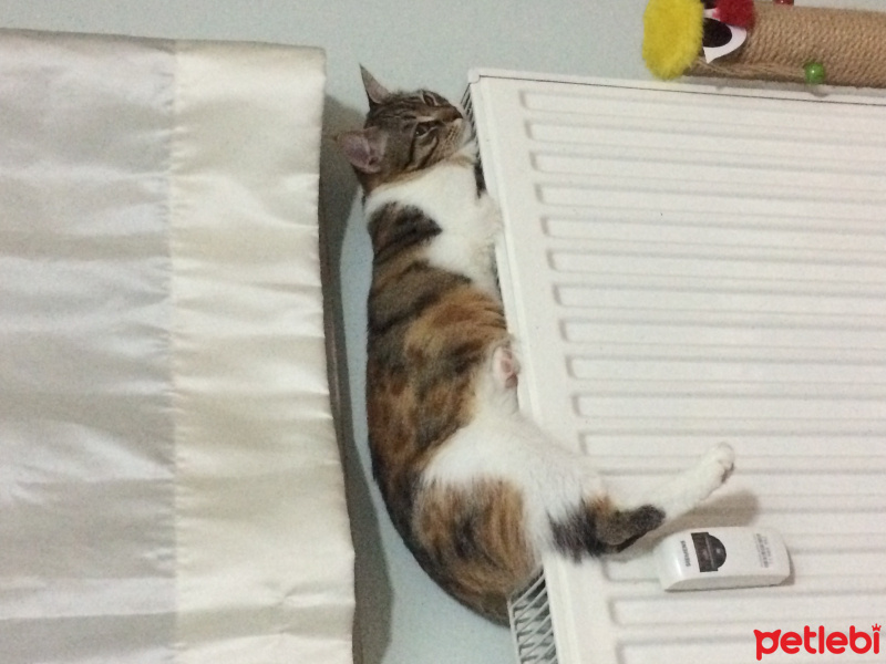 Tekir Kedi, Kedi  Şeker fotoğrafı