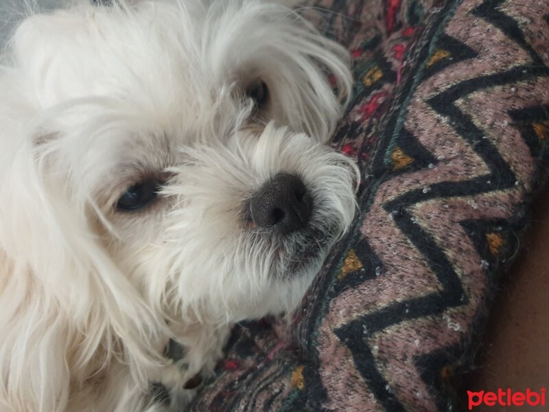 Maltese, Köpek  Maya fotoğrafı