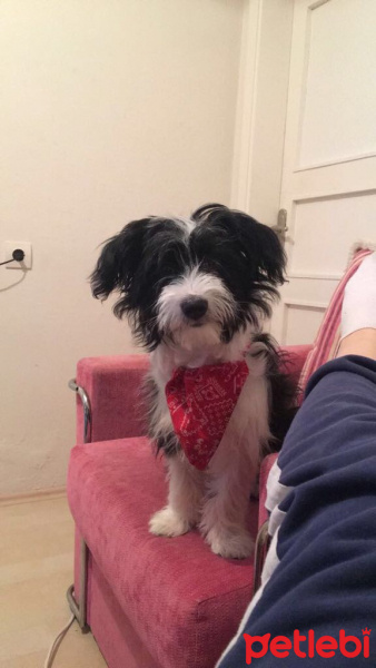 Maltese, Köpek  Eyşan fotoğrafı