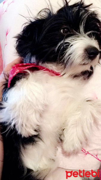 Maltese, Köpek  Eyşan fotoğrafı