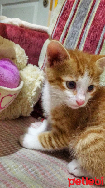 Tekir Kedi, Kedi  Nazlı fotoğrafı