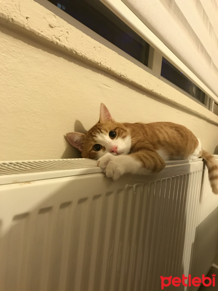 Tekir Kedi, Kedi  Nazlı fotoğrafı