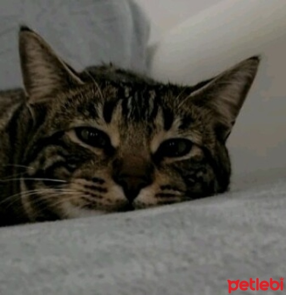 Tekir Kedi, Kedi  Picoski fotoğrafı