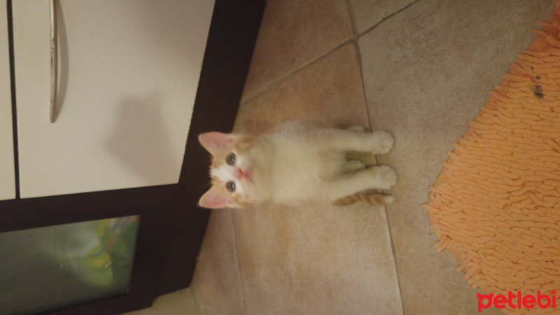 Tekir Kedi, Kedi  Turşu fotoğrafı