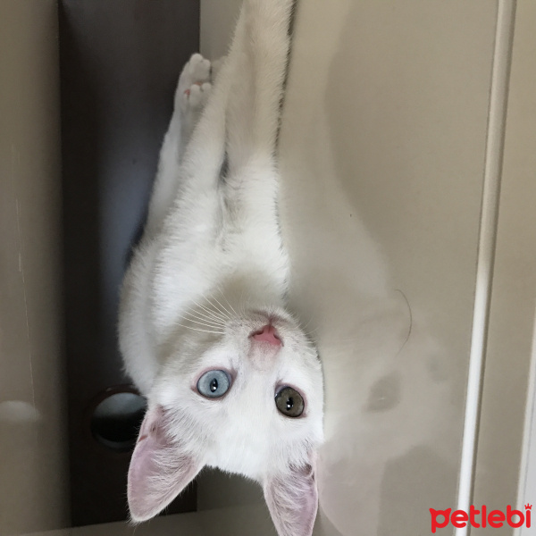 Van Kedisi, Kedi  Pati  fotoğrafı