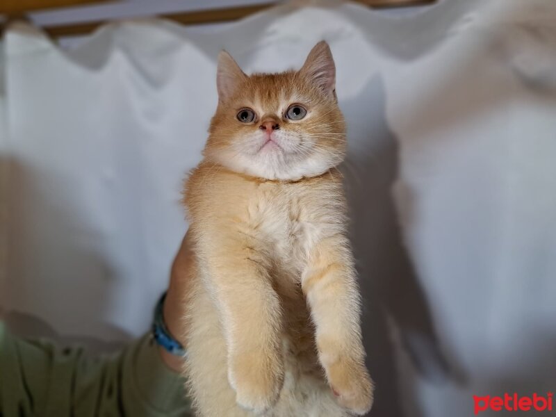 Scottish Fold, Kedi  Karamel fotoğrafı