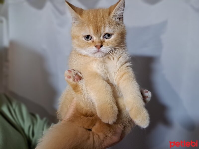 Scottish Fold, Kedi  Karamel fotoğrafı