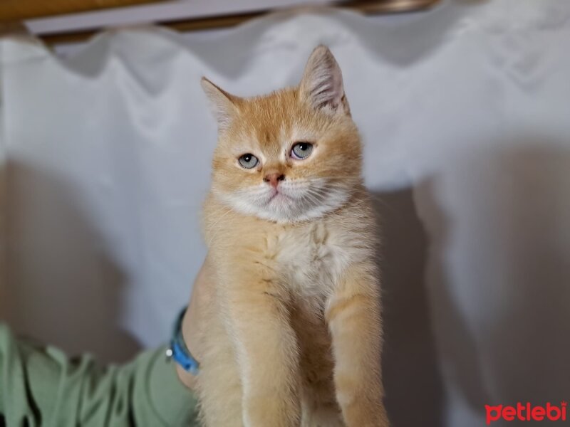 Scottish Fold, Kedi  Karamel fotoğrafı