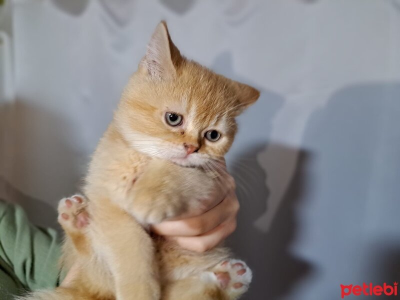 Scottish Fold, Kedi  Karamel fotoğrafı