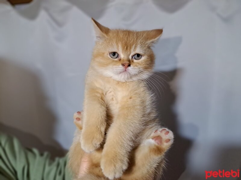 Scottish Fold, Kedi  Karamel fotoğrafı