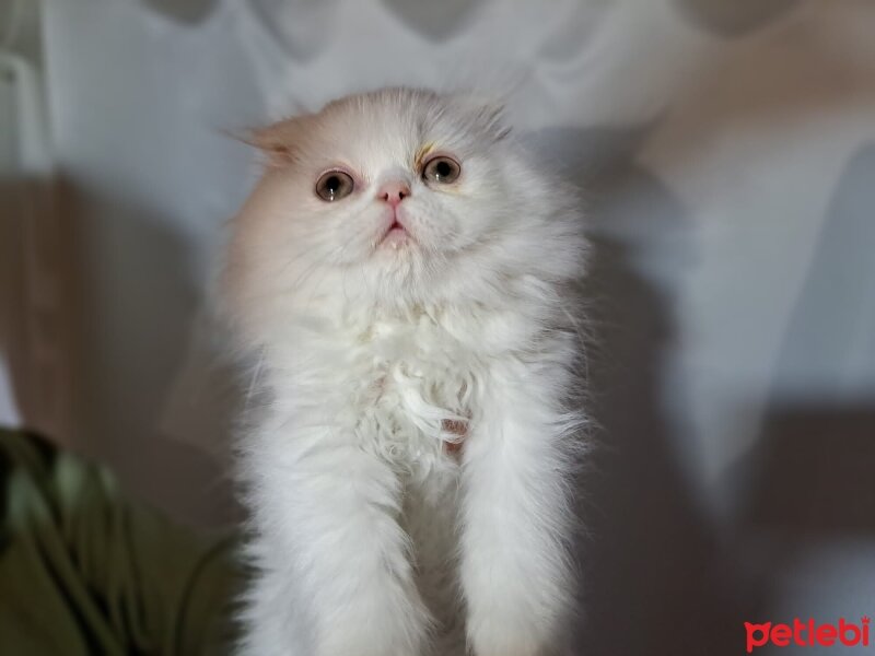 Scottish Fold, Kedi  Pişmaniye fotoğrafı