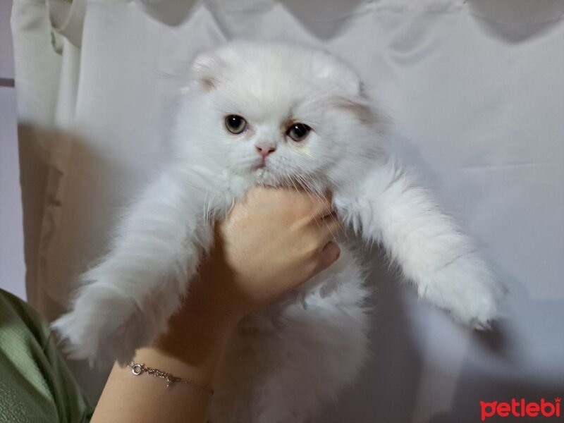 Scottish Fold, Kedi  Pişmaniye fotoğrafı