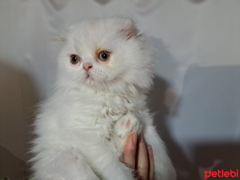 Scottish Fold, Kedi  Pişmaniye fotoğrafı